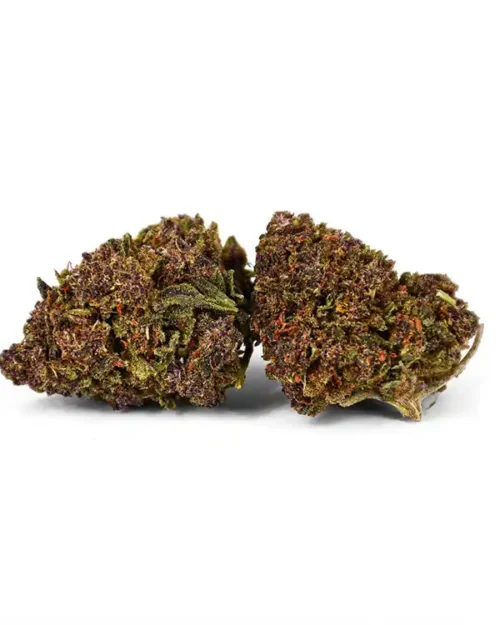 Natural Suit PURPLE QUEEN